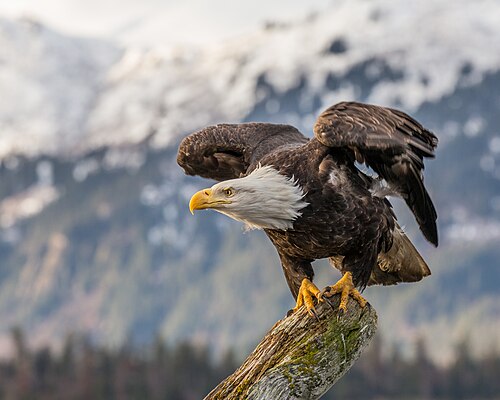 American bald eagle